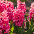 Hyacint 'Pink Pearl'
