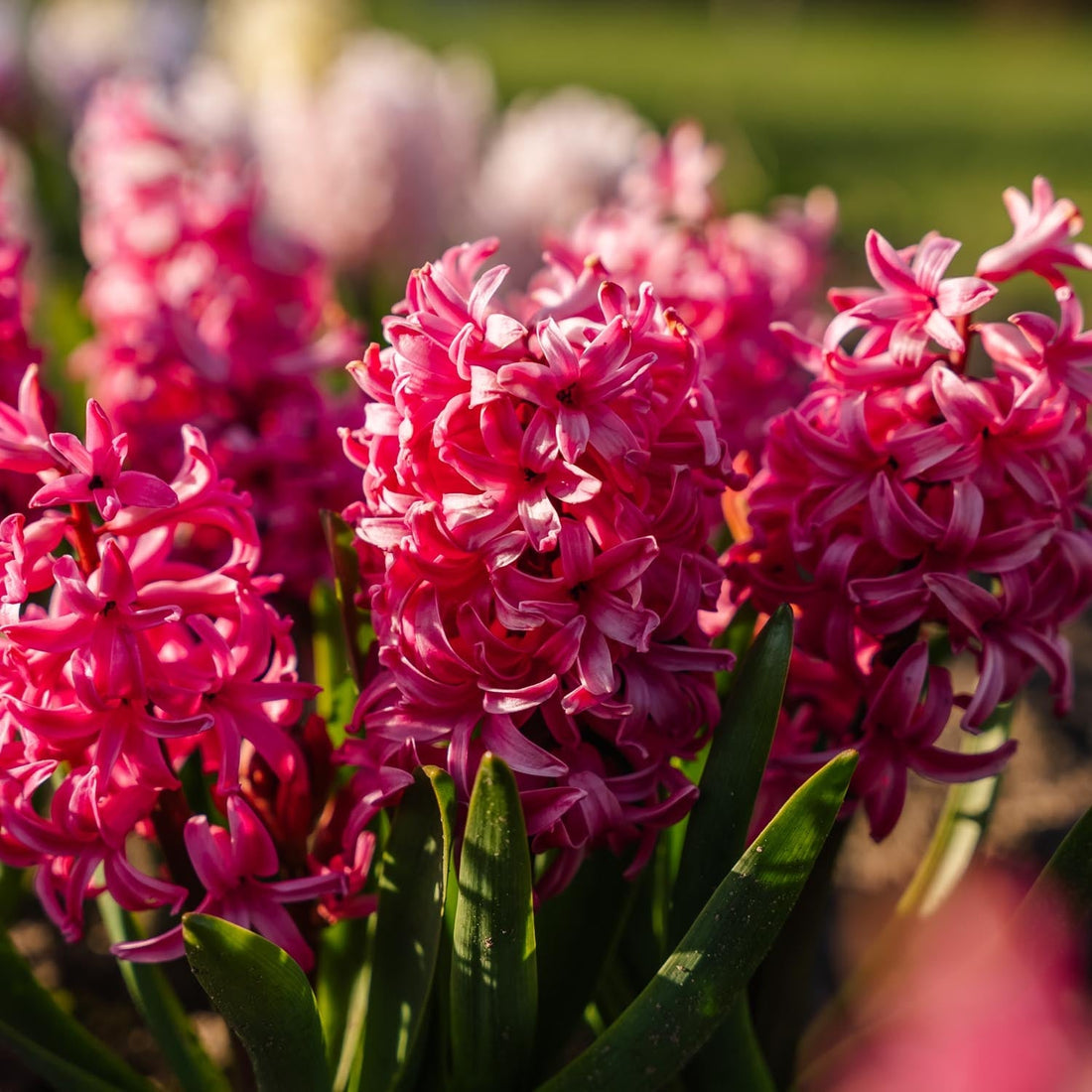 Hyacint 'Pink Pearl'