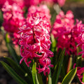 Hyacint 'Pink Pearl'