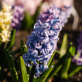 Hyacintblanding 'Pastel Mixed'