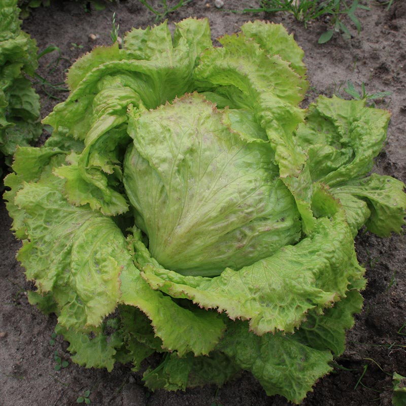 Icebergsalat frø 'Grazer Krauthauptel 2' - 200 Økologiske Frø