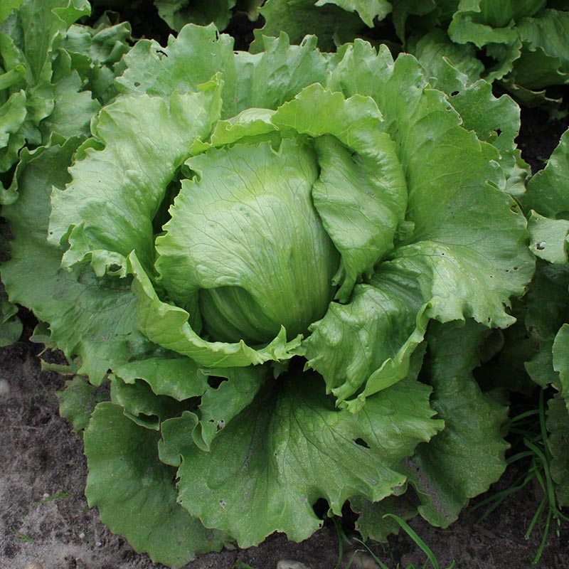 Icebergsalat frø 'Saladin' - 200 Økologiske Frø