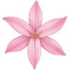 Ipheion løg / Vårstjerne