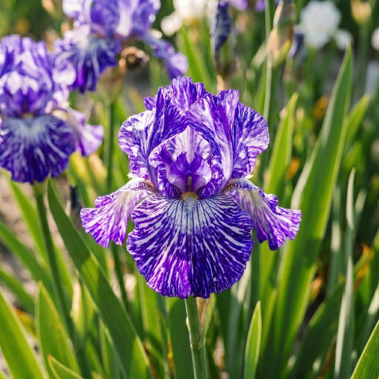 Iris 'Batik'