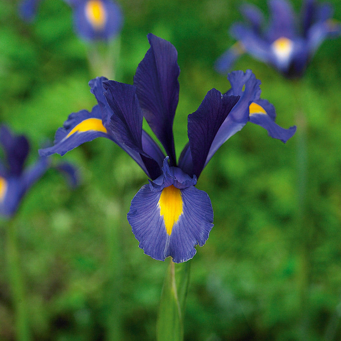 Iris 'Blue Pearl'