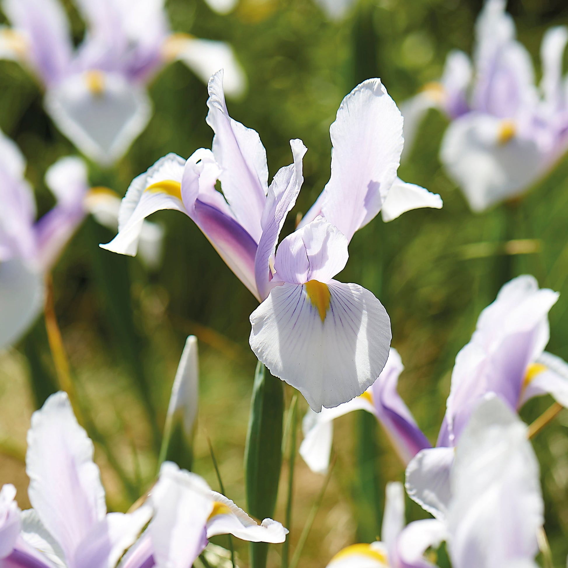 Iris 'Carmen'