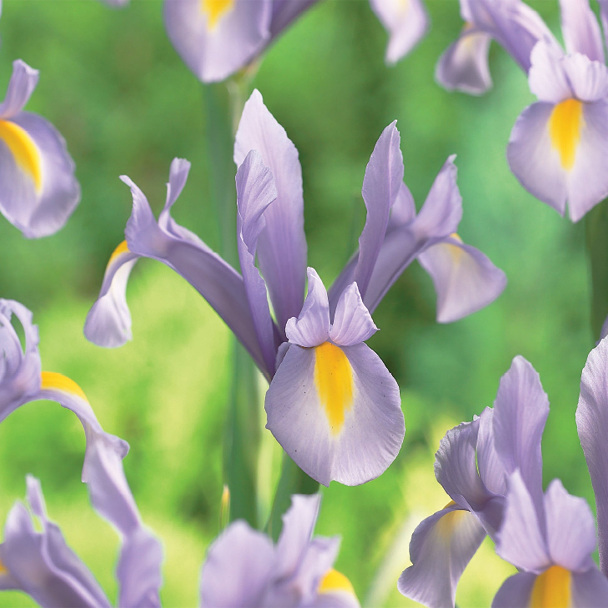 Iris ‘King Mauve’