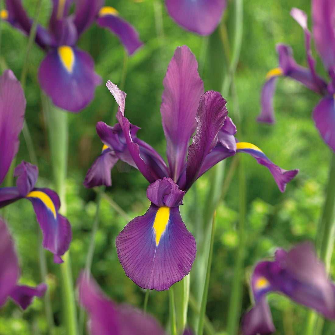 Iris ‘Purple Sensation’