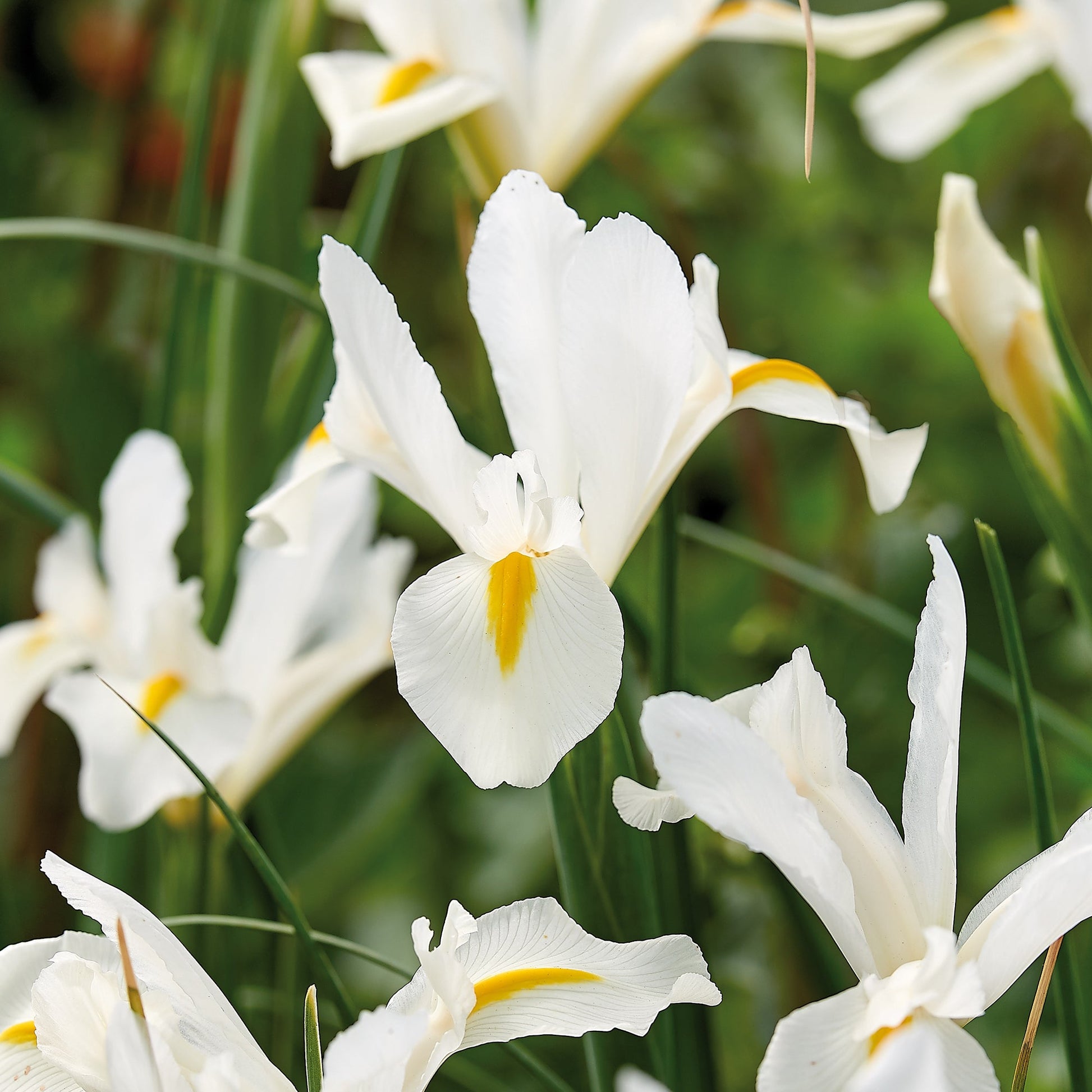 Iris ‘White Excelsior’