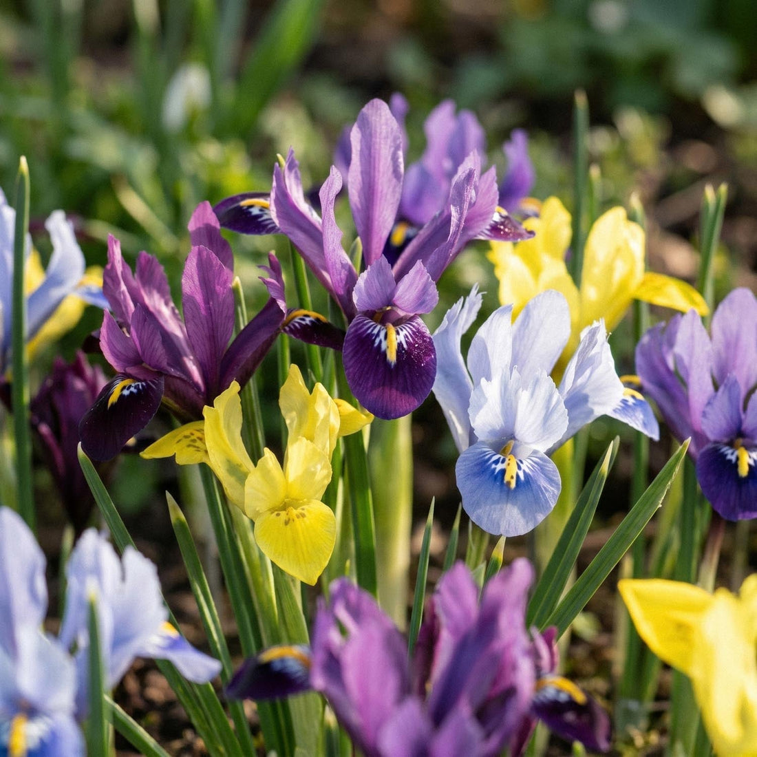 Irisblanding 'Reticulata Mixed'