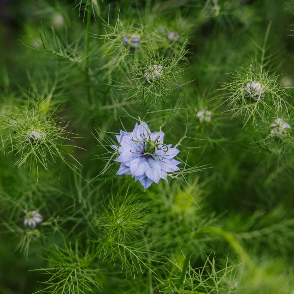 Jomfru i det grønne frø - 100 Økologiske Frø