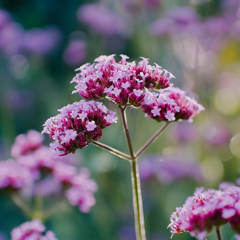 Kæmpejernurt frø - 50 Økologiske Frø