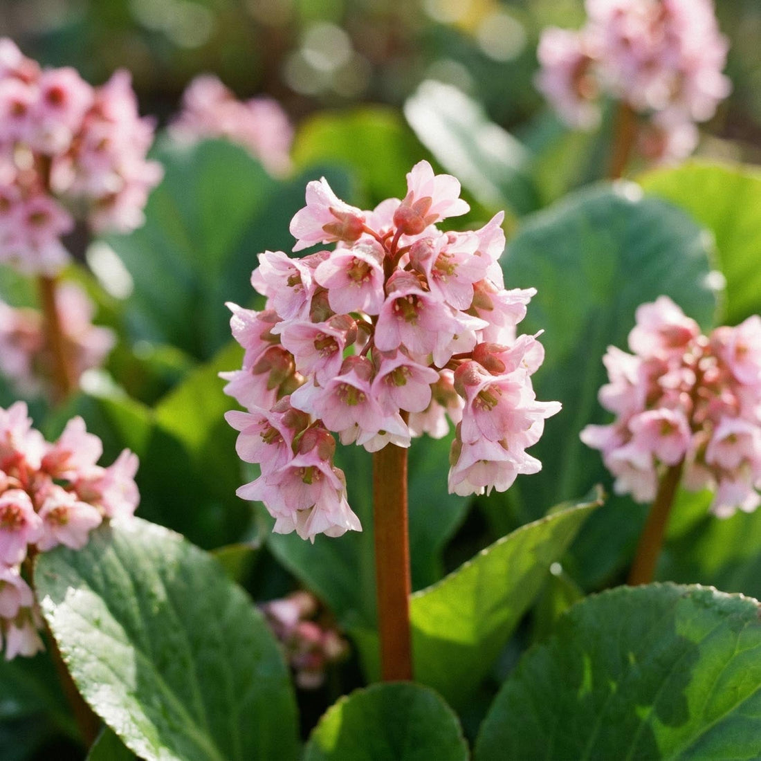 Kæmpestenbræk, Bergenia 'Baby Doll'