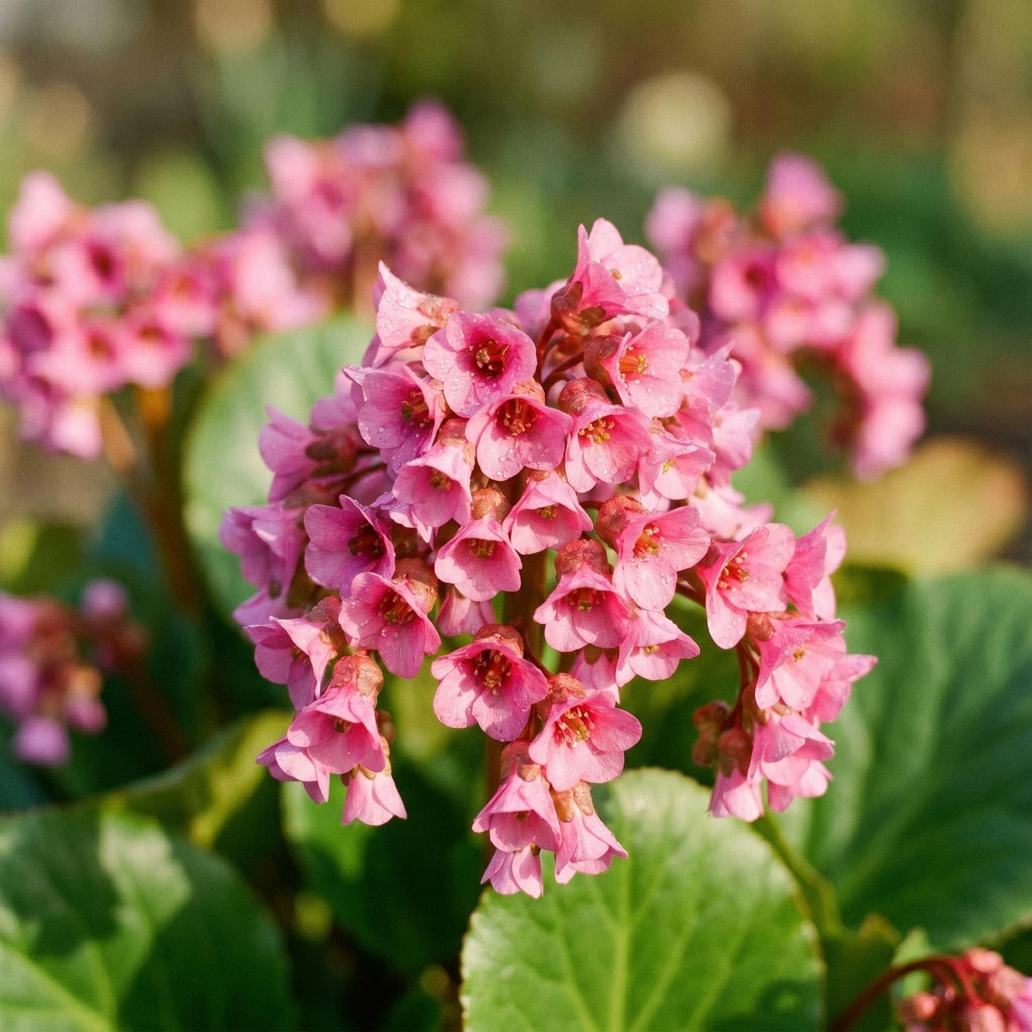 Kæmpestenbræk, Bergenia 'Morgenröte'