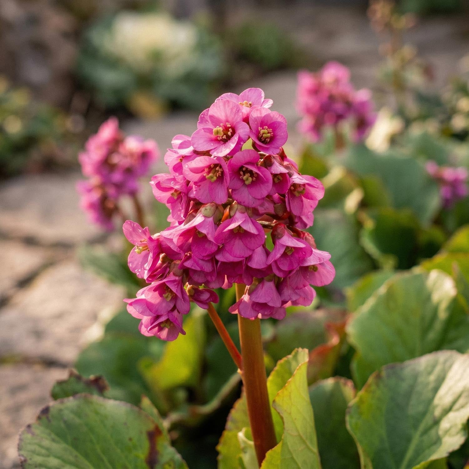 Kæmpestenbræk, Bergenia 'Rotblum'