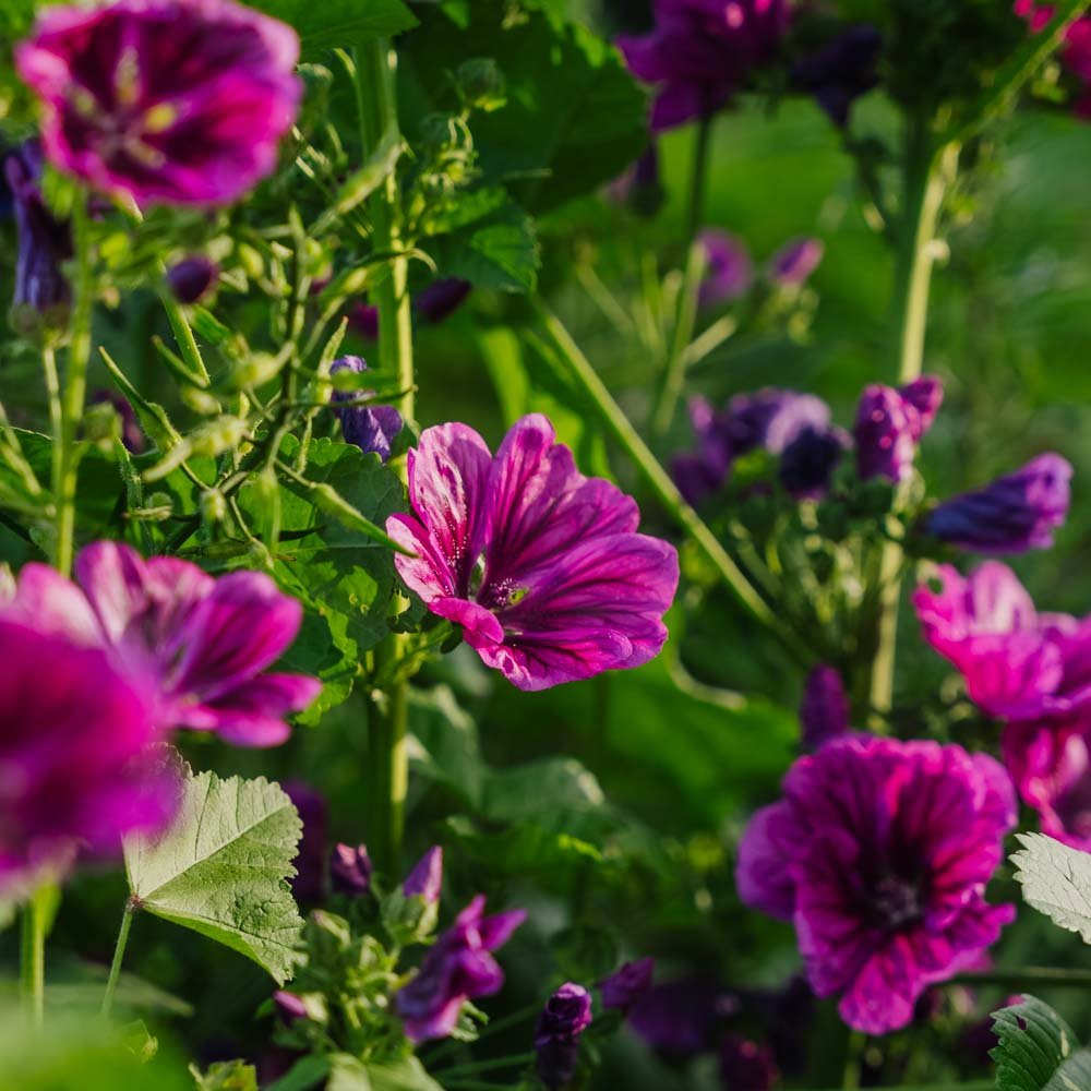 Katost frø 'Mauritanica' - 100 Økologiske Frø