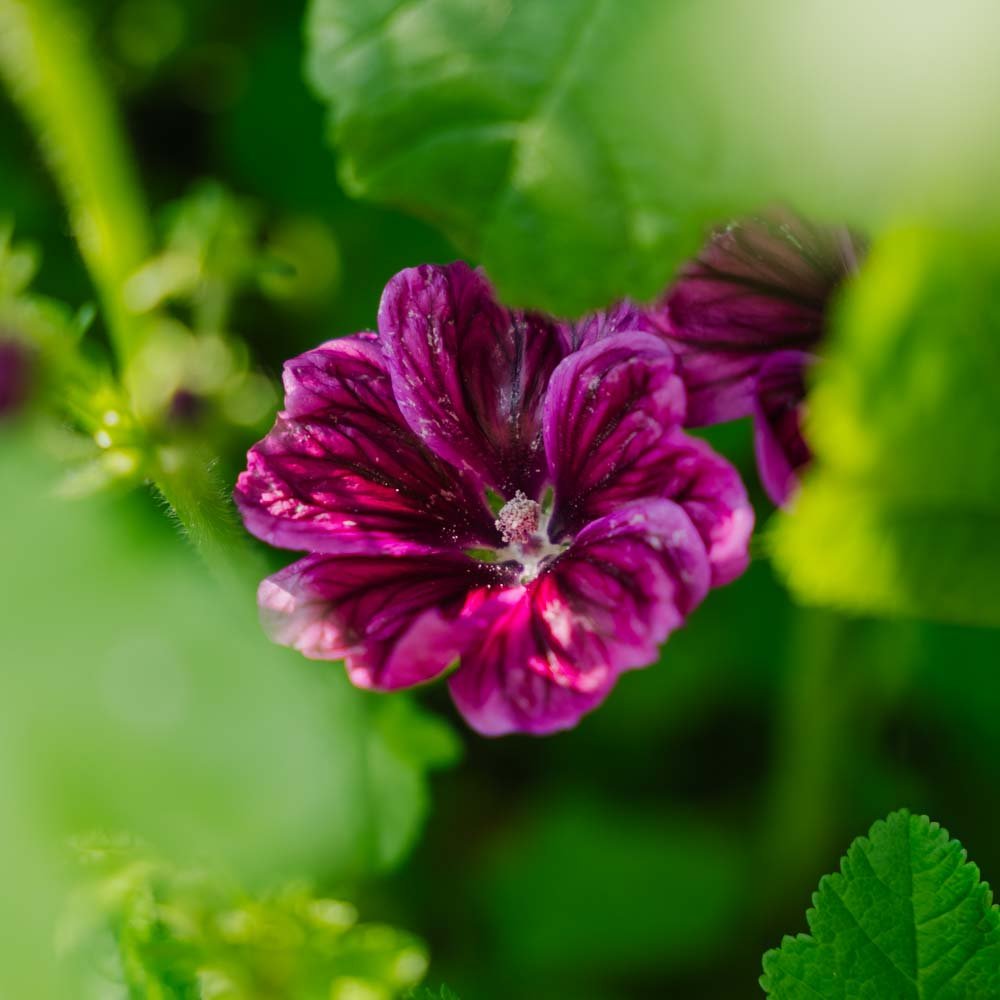 Katost frø 'Mauritanica' - 100 Økologiske Frø