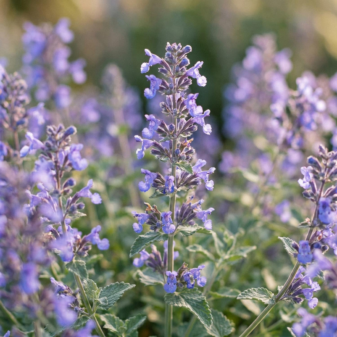 Katteurt, Nepeta 'Walker's Low'