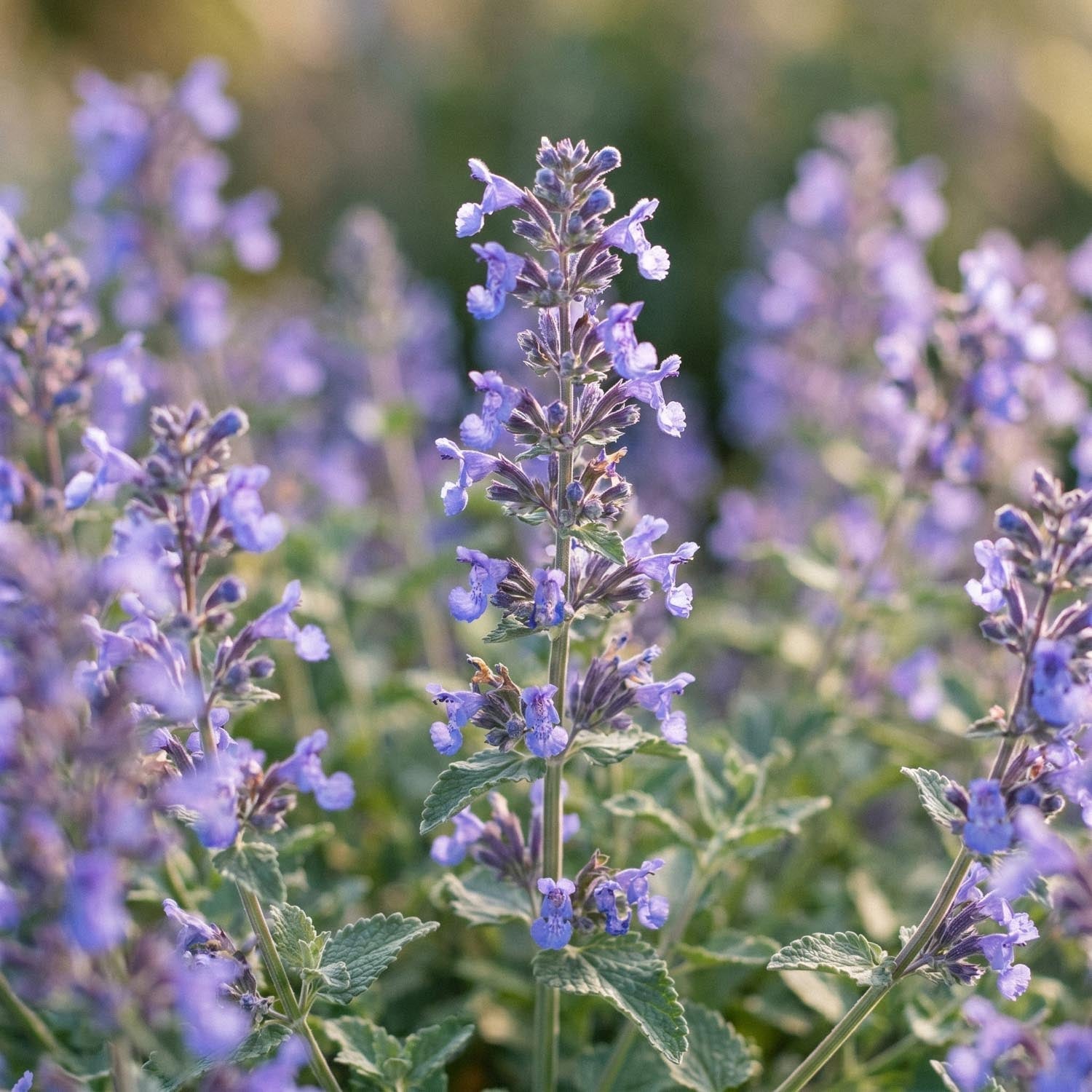 Katteurt, Nepeta 'Walker's Low'