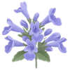 Katteurt barrodsplanter / Nepeta