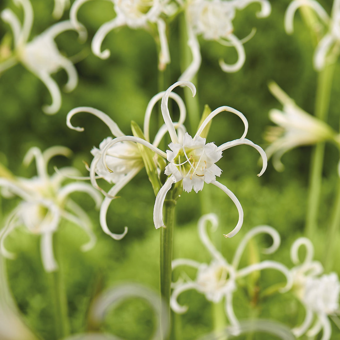 Kejserindelilje, Hymenocallis 'Festalis'