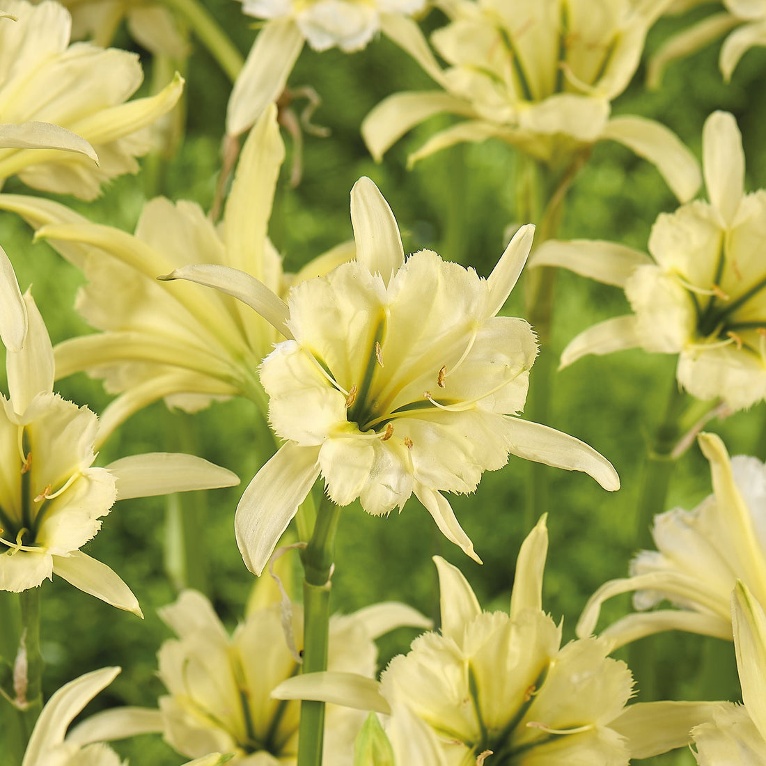 Kejserindelilje, Hymenocallis 'Sulphur'
