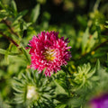 Kina Aster Frø 'Dobbeltblomstret' - 125 Økologiske frø