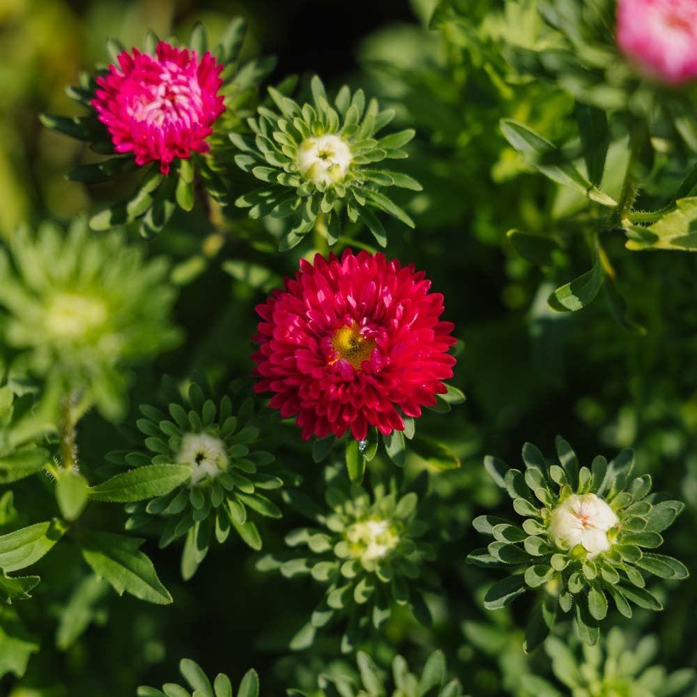 Kina Aster Frø 'Matsumoto Mix' - 125 Økologiske frø