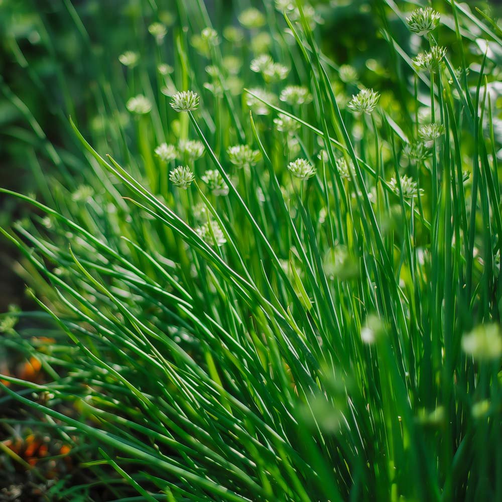 Kinesisk purløg frø - 100 Økologiske Frø