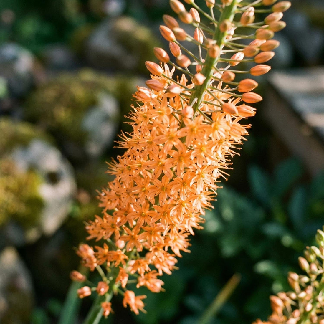 Kleopatras nål, Eremurus 'Cleopatra'