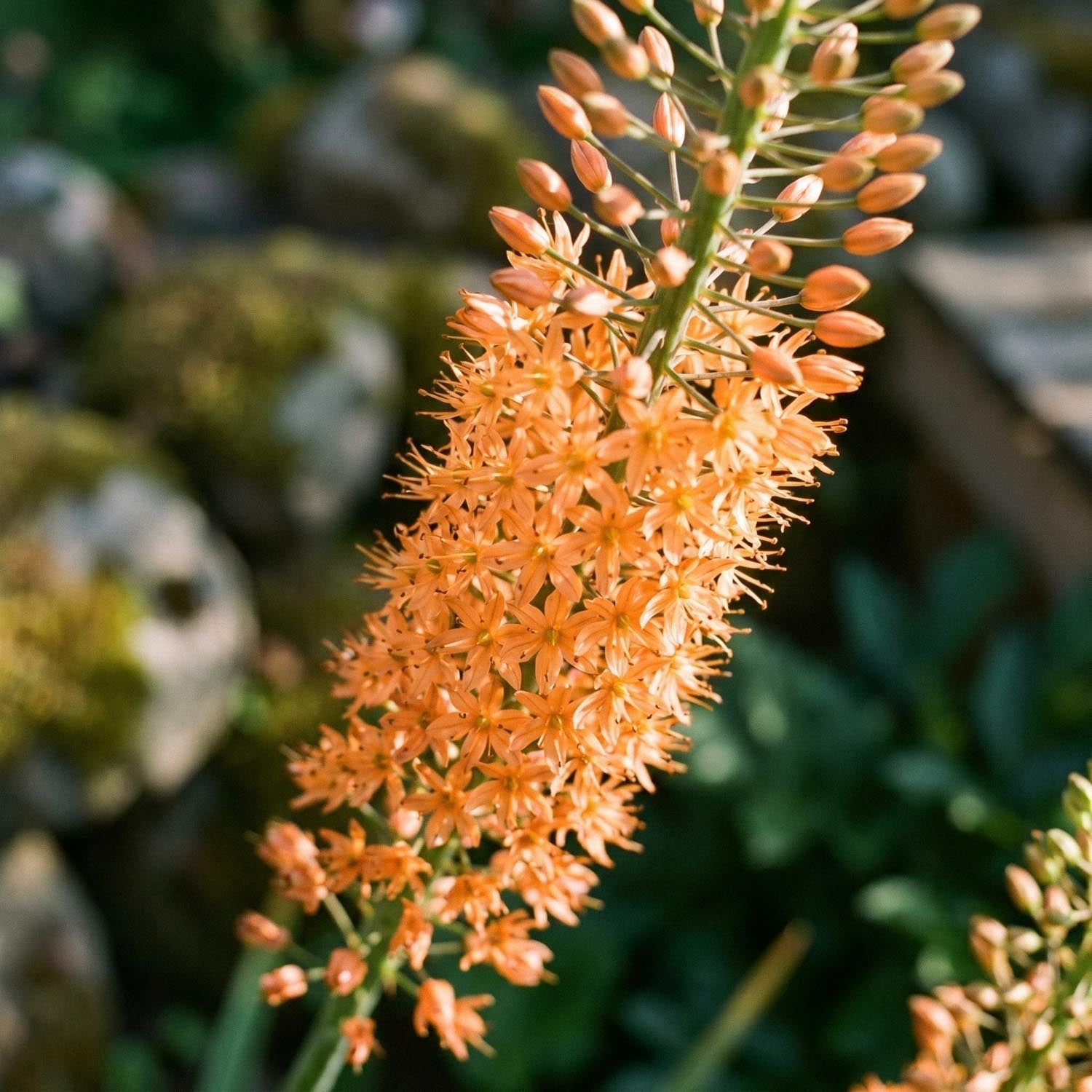 Kleopatras nål, Eremurus 'Cleopatra'