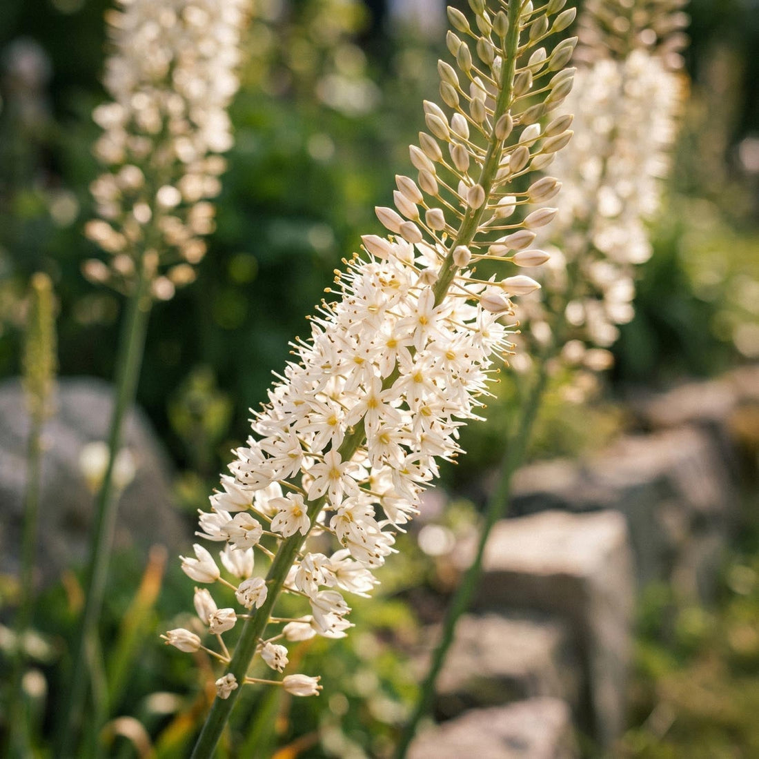 Kleopatras nål, Eremurus 'Himalaicus'