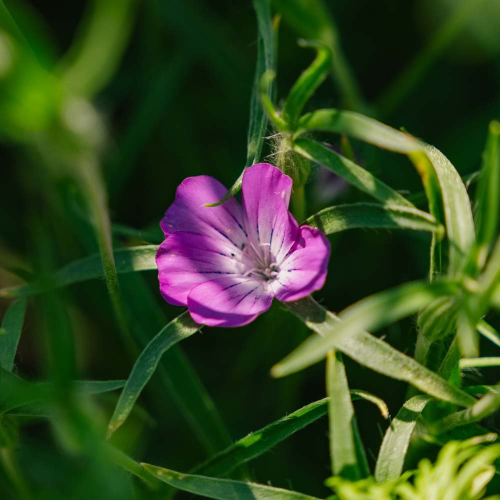 Klinte frø - 150 Økologiske Frø
