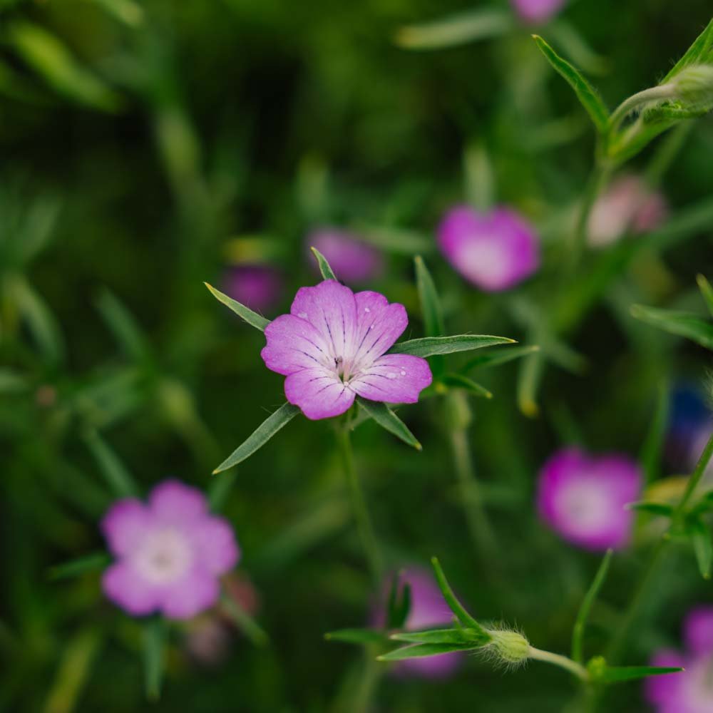 Klinte frø - 150 Økologiske Frø