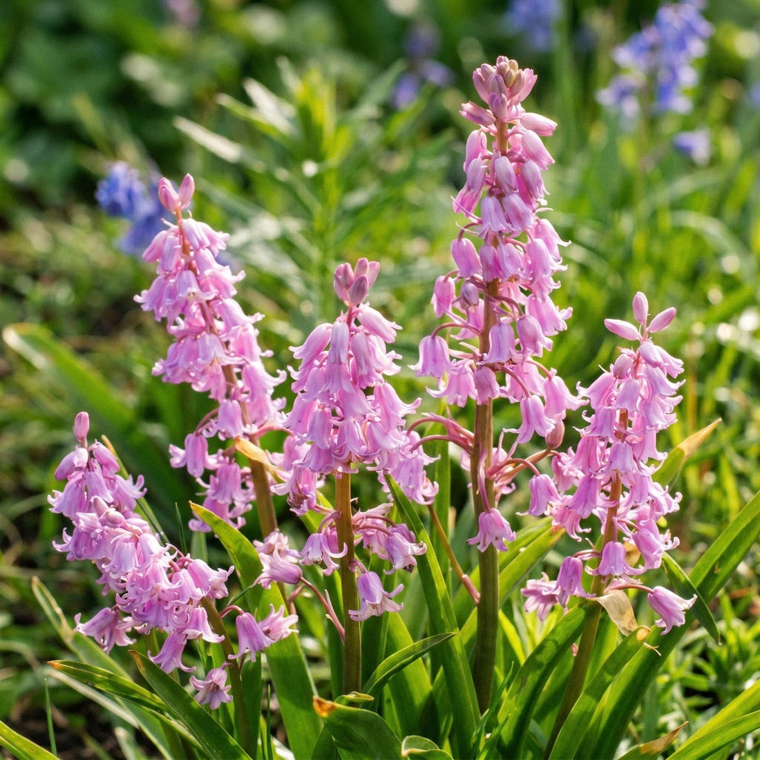 Klokkeskilla, Hyacinthoides 'Queen of the Pinks'