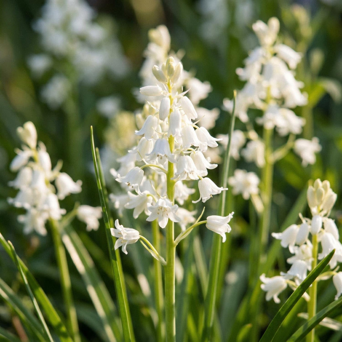 Klokkeskilla, Hyacinthoides 'White City'