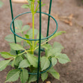 Konisk plantesupport, L: 18 cm B: 18 cm H: 48 cm