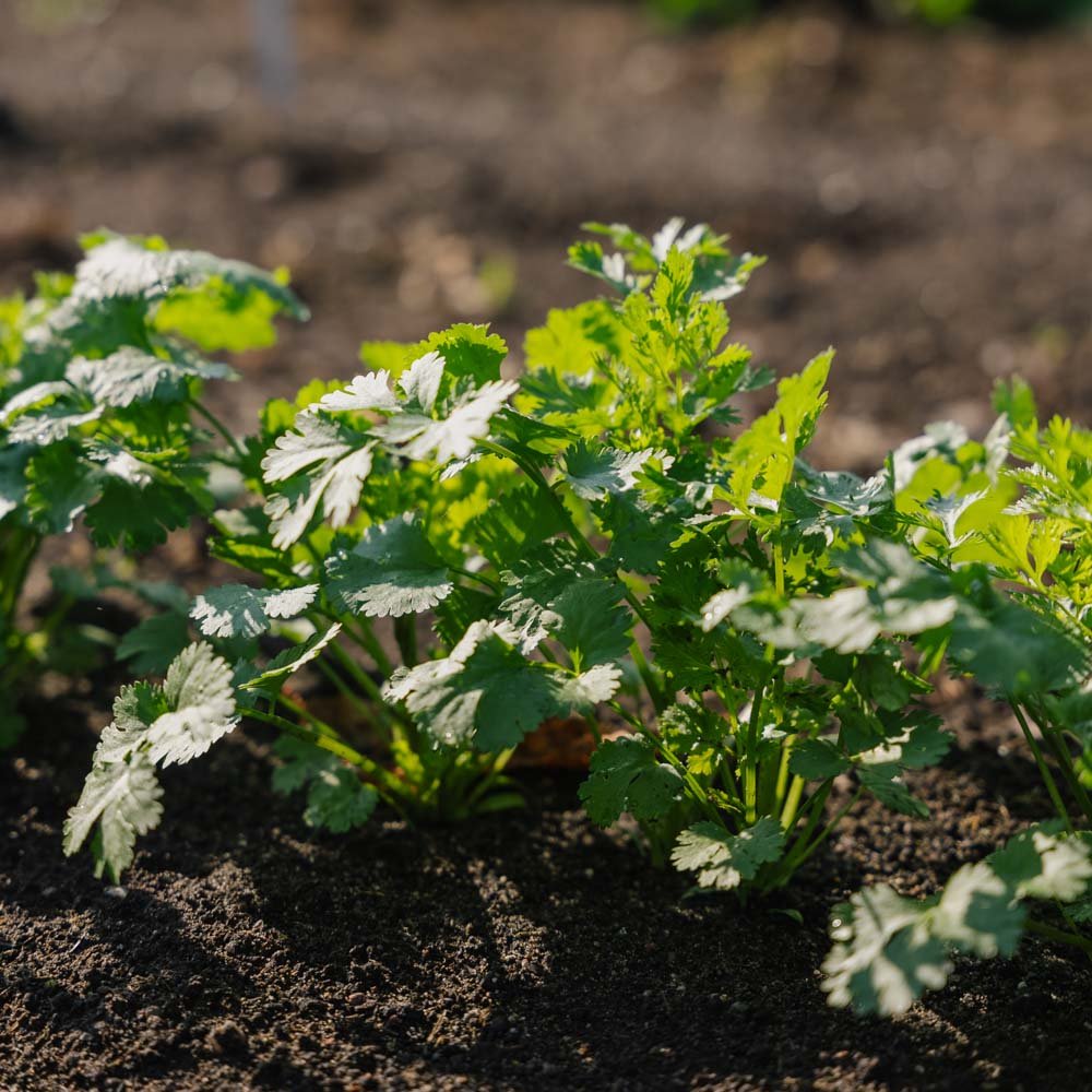 Korianderfrø - 100 Økologiske Frø