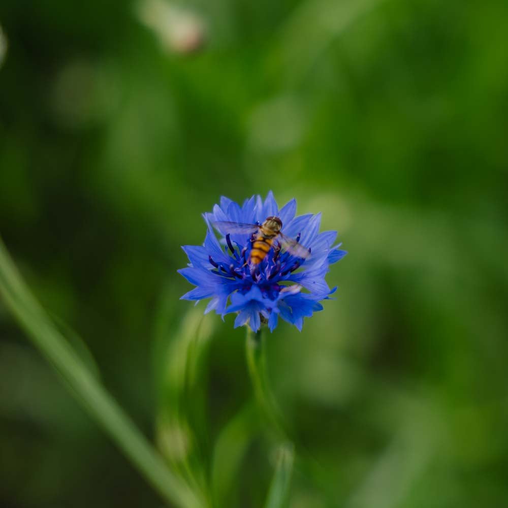Kornblomst frø 'Cornflower' - 120 Økologiske Frø