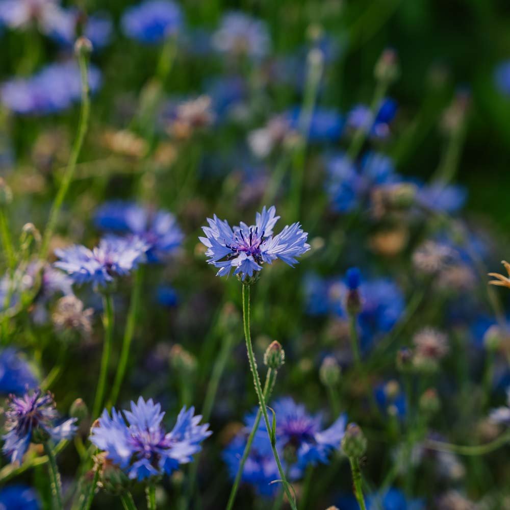 Kornblomst frø 'Cornflower' - 120 Økologiske Frø