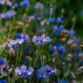 Kornblomst frø 'Cornflower' - 120 Økologiske Frø