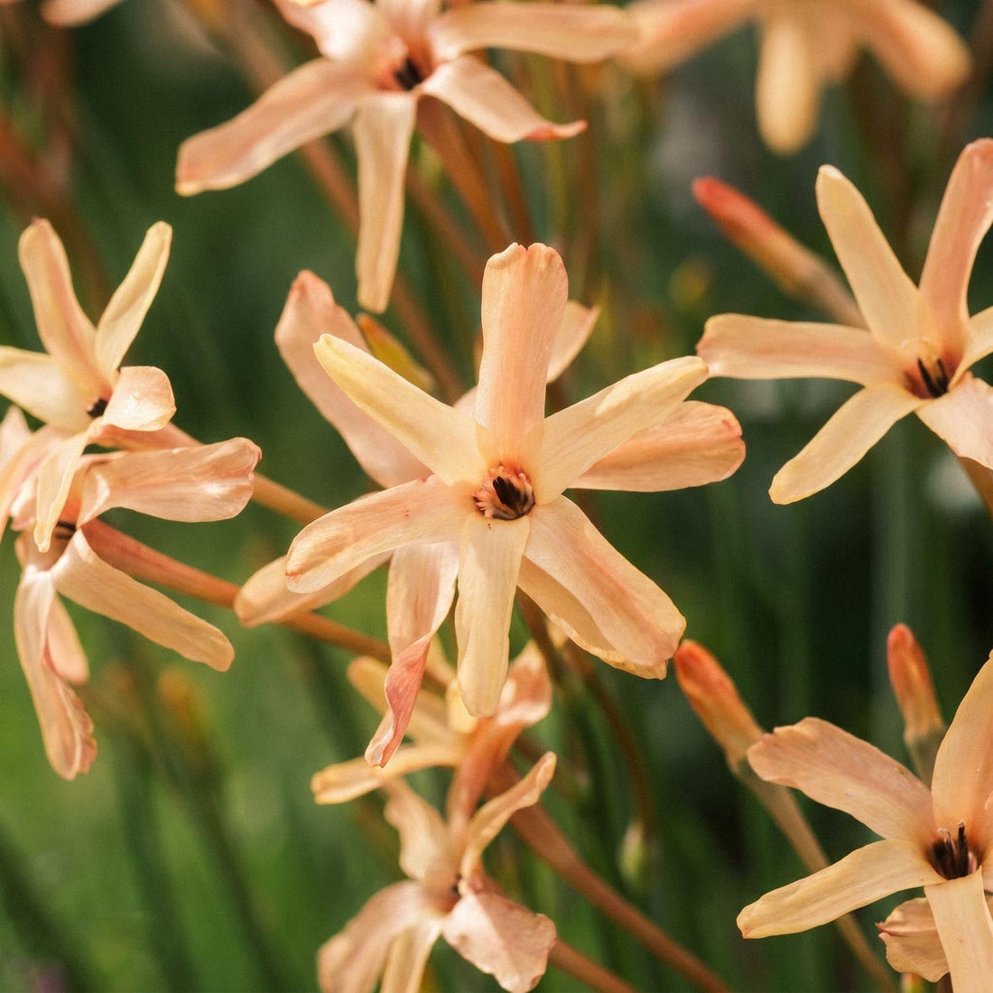 Kornlilje, Ixia 'Eos'
