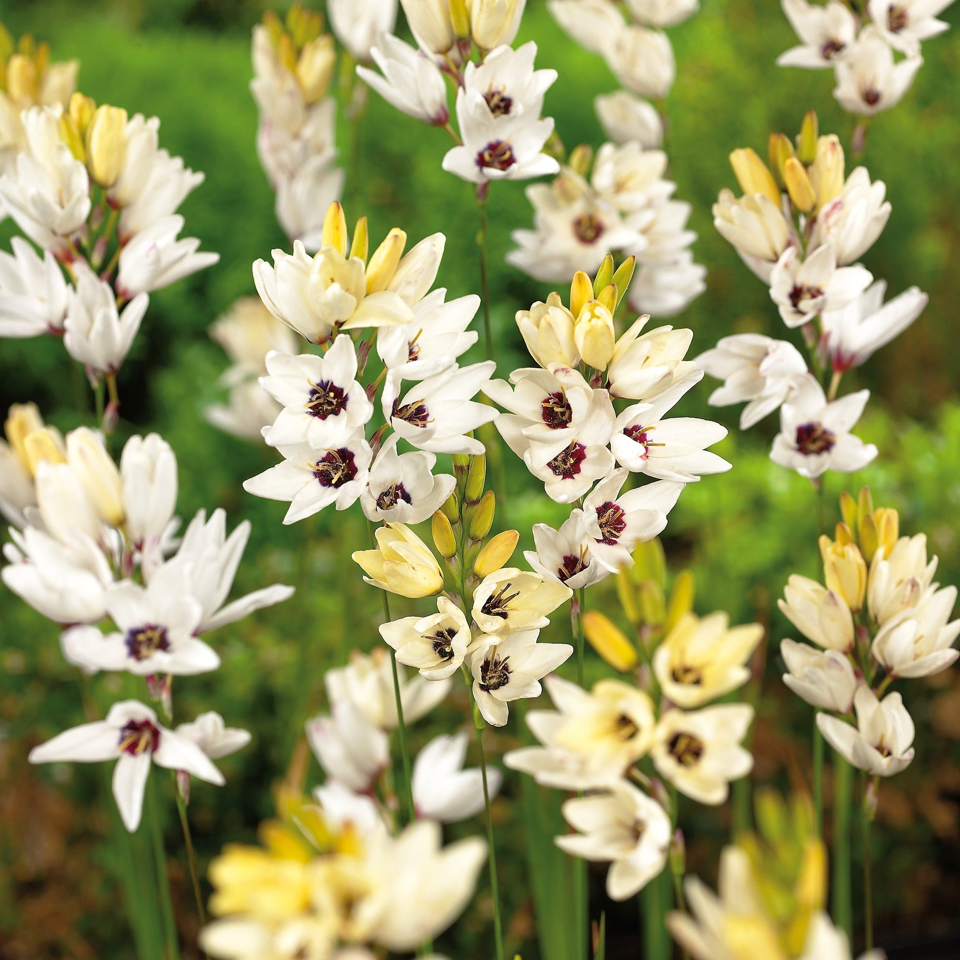 Kornlilje, Ixia 'Giant'