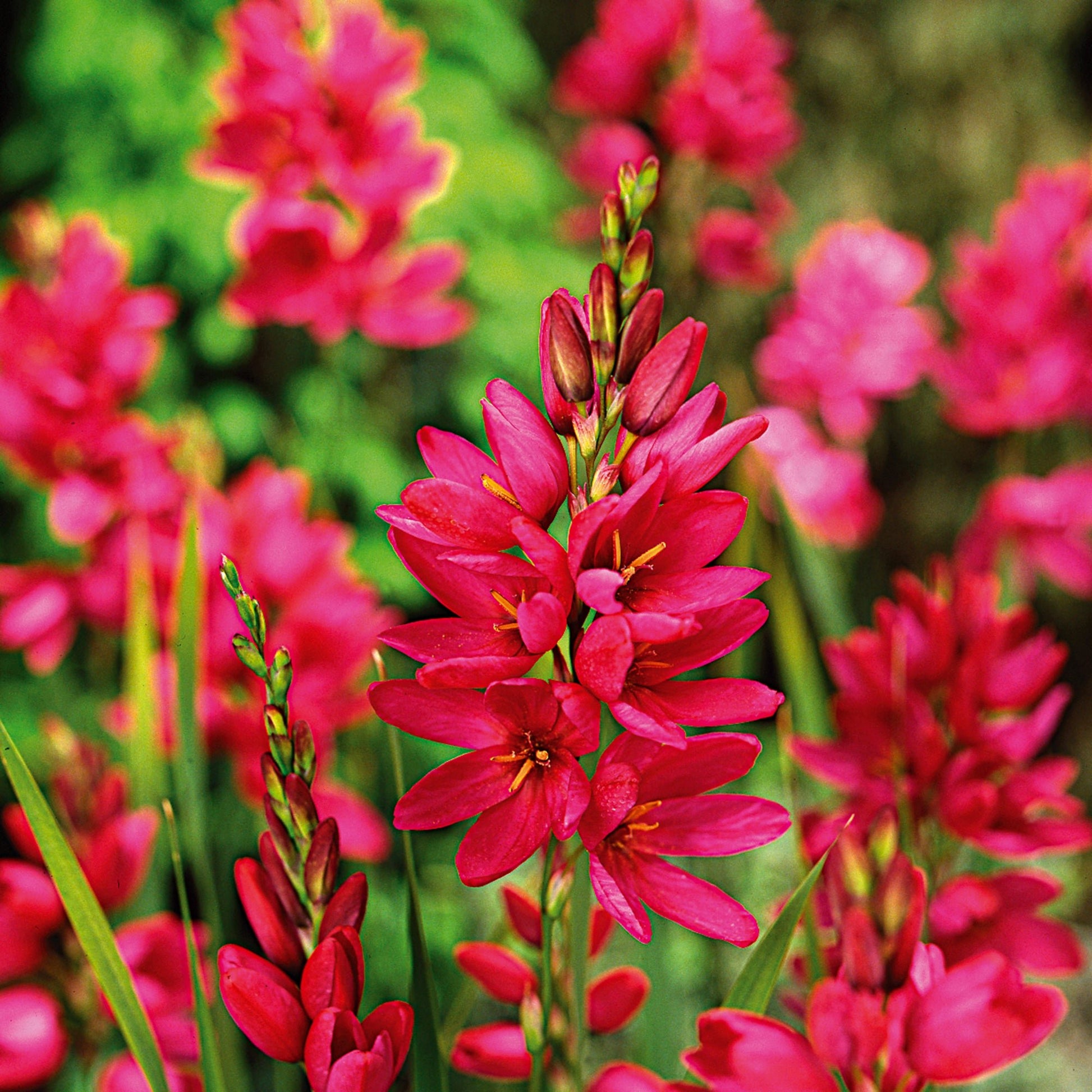 Kornlilje, Ixia 'Mabel'