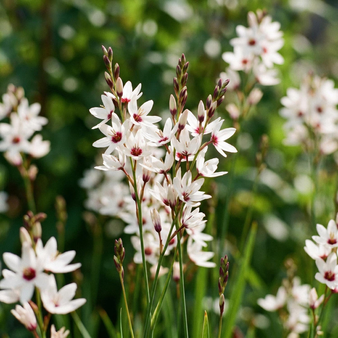 Kornlilje, Ixia 'Spotlight'