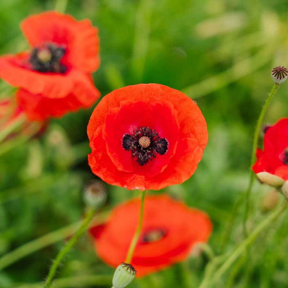 Kornvalmue frø 'Poppy Mix' - 700 Økologiske Frø