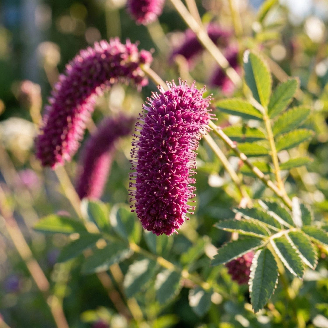 Kværsurt, Sanguisorba