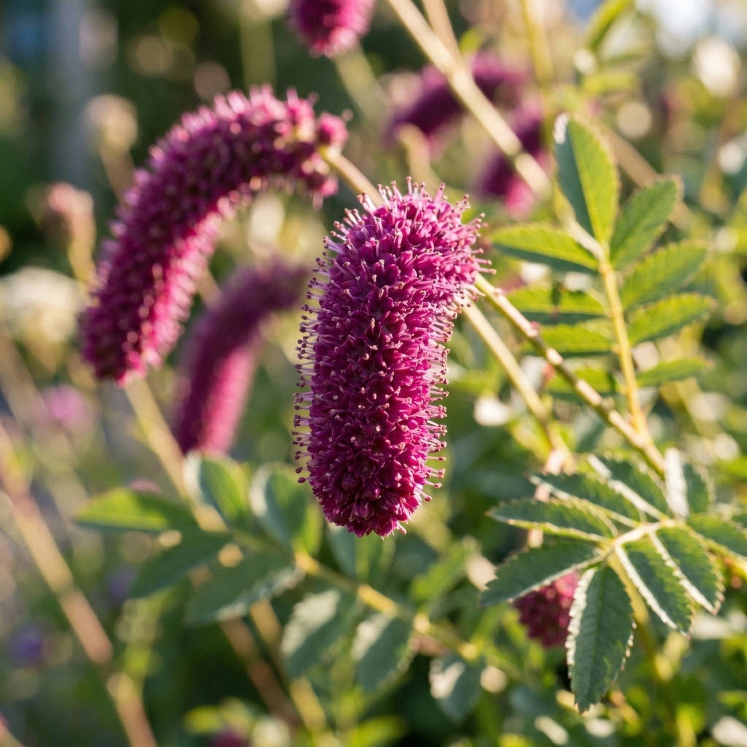 Kværsurt, Sanguisorba