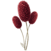 Kvæsurt barrodsplanter / Sanguisorba