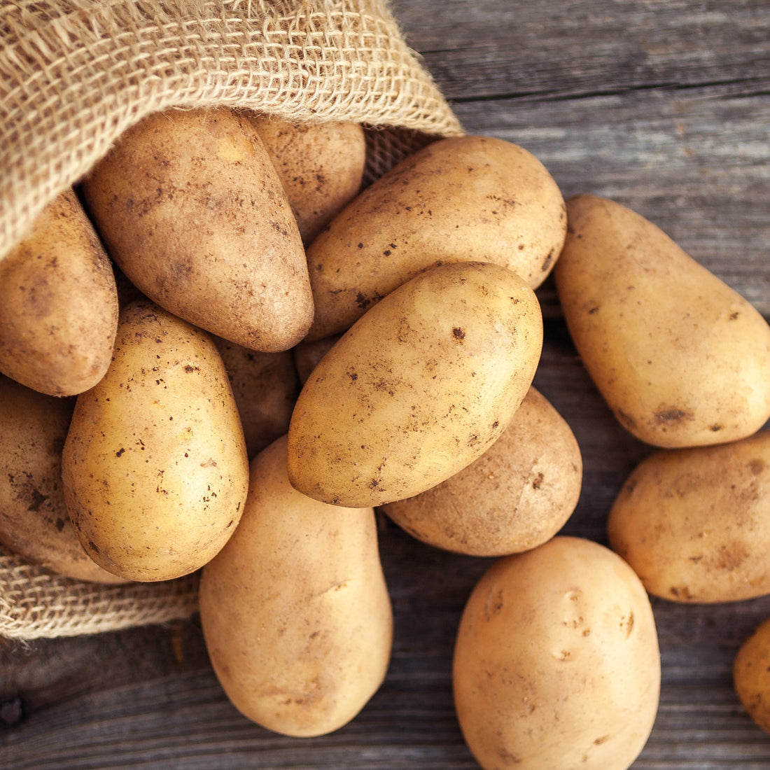 Læggekartofler 'Annabelle'